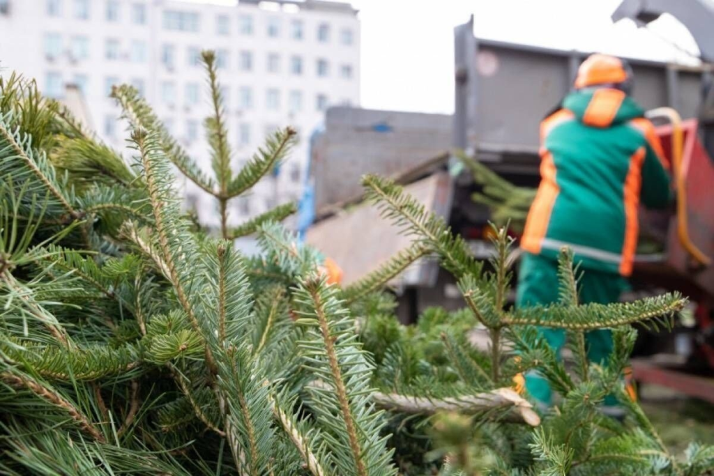 Вывоз новогодних елей с контейнерных площадок 20.01.2026г